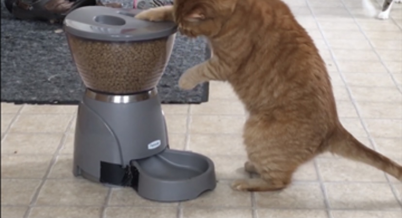 Breaking into Cat Feeder