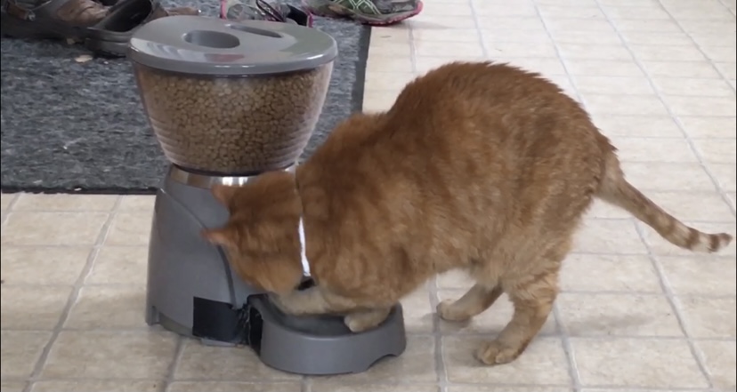 Breaking into Cat Feeder