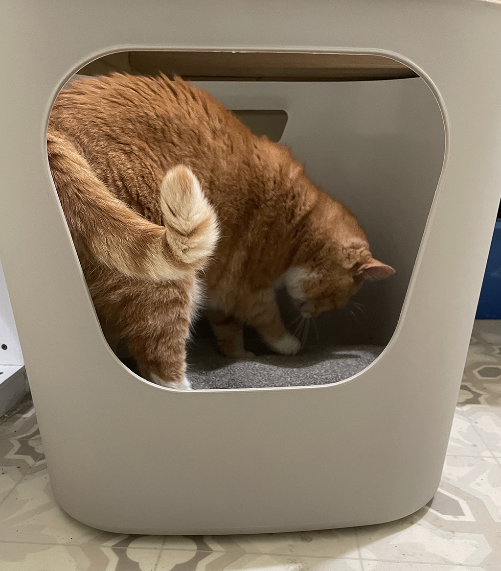 Examining New Litter Box