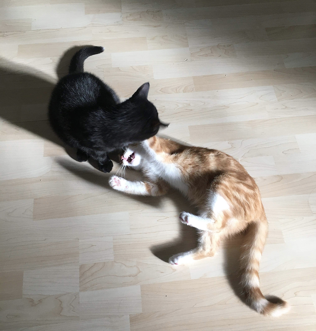 Kittens Playing