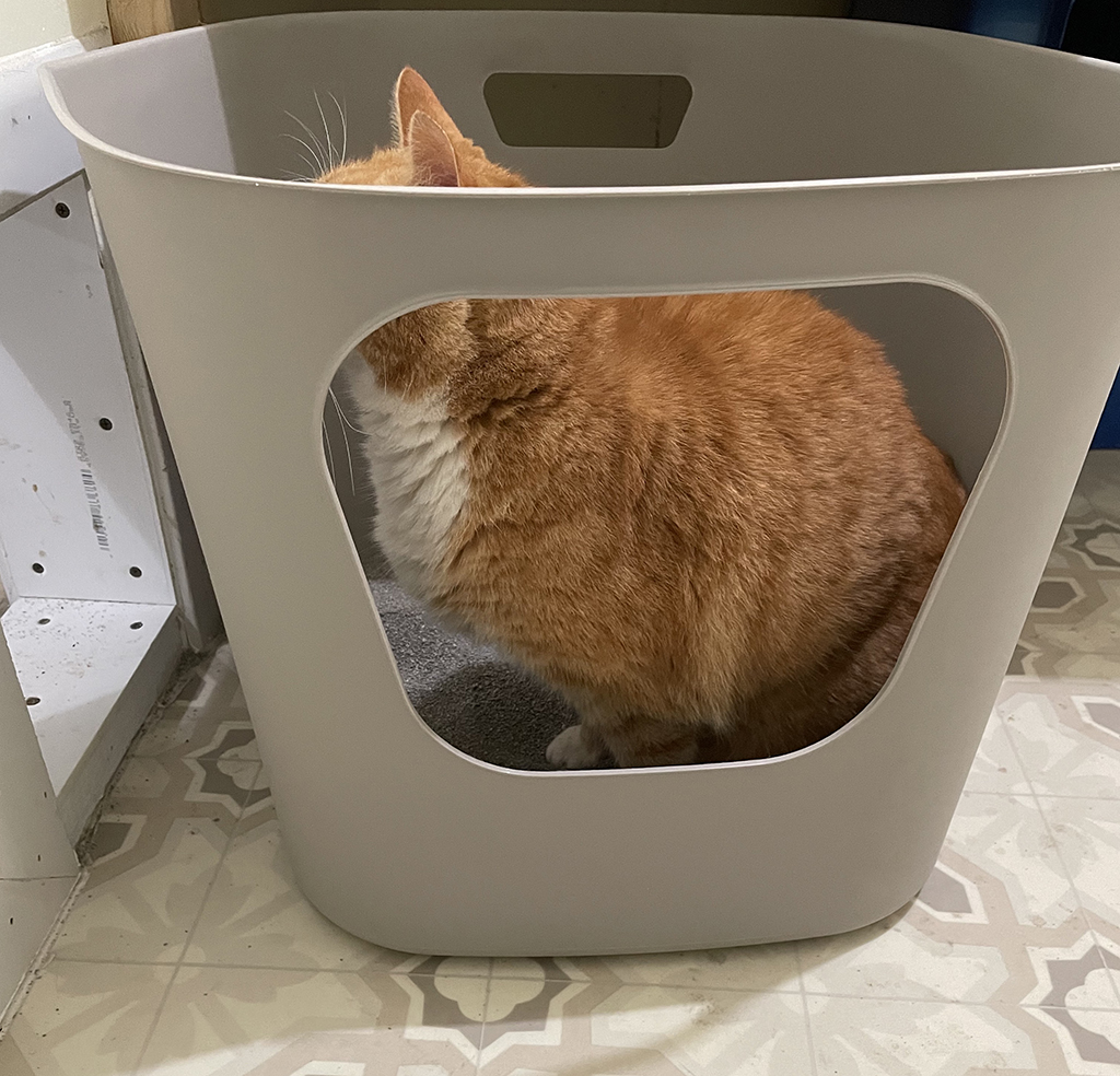 New Litter Box Approved!